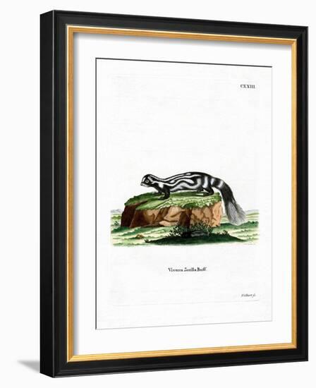 Zorilla-null-Framed Giclee Print