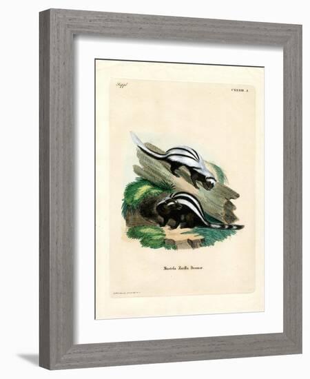 Zorilla-null-Framed Giclee Print