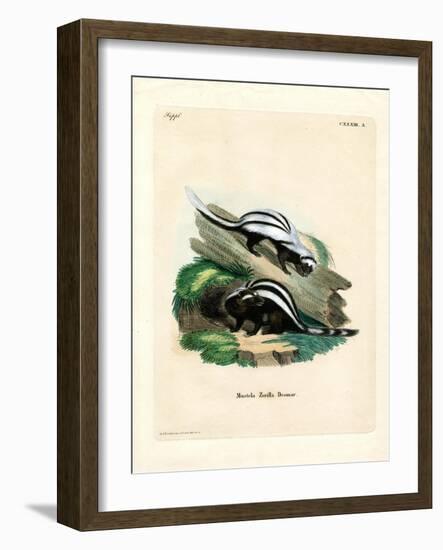 Zorilla-null-Framed Giclee Print