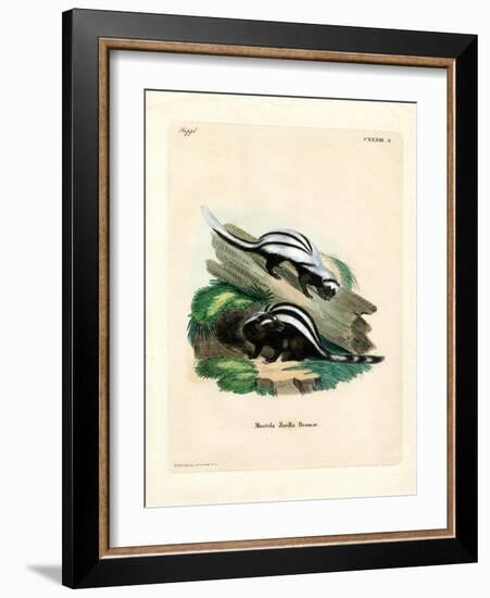 Zorilla-null-Framed Giclee Print