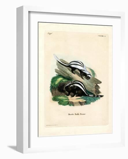 Zorilla-null-Framed Giclee Print