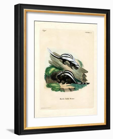 Zorilla-null-Framed Giclee Print