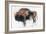 Zubre, Bialowieza-Mark Adlington-Framed Giclee Print