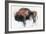 Zubre, Bialowieza-Mark Adlington-Framed Giclee Print