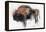 Zubre, Bialowieza-Mark Adlington-Framed Premier Image Canvas