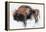 Zubre, Bialowieza-Mark Adlington-Framed Premier Image Canvas