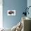 Zubre, Bialowieza-Mark Adlington-Premium Giclee Print displayed on a wall