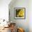 Zucchini Flowers-Stacy Bass-Framed Giclee Print displayed on a wall