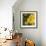 Zucchini Flowers-Stacy Bass-Framed Giclee Print displayed on a wall