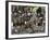 Zulu Tribal Dance Group, Dumazula Cultural Village, South Africa, Africa-Peter Groenendijk-Framed Photographic Print