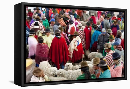 Zumbahua Animal Market, Zumbahua, Near Latacunga, Ecuador-Peter Adams-Framed Premier Image Canvas