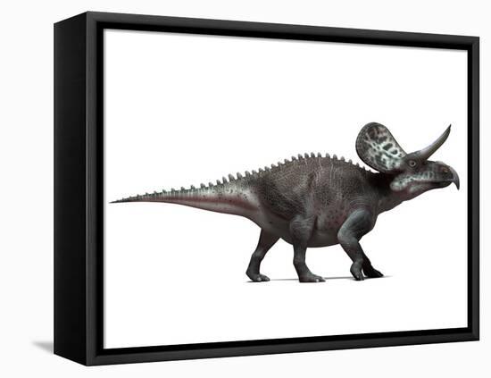 Zuniceratops Dinosaur, Artwork-SCIEPRO-Framed Premier Image Canvas