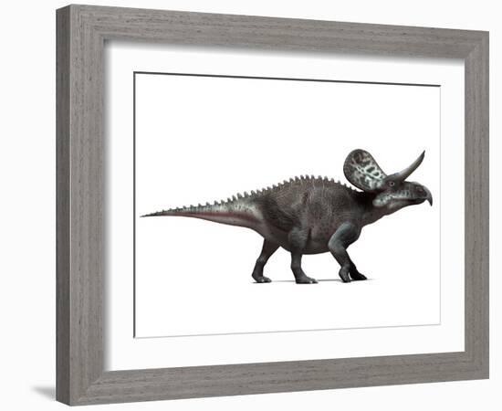 Zuniceratops Dinosaur, Artwork-SCIEPRO-Framed Photographic Print