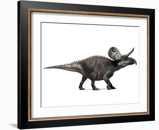 Zuniceratops Dinosaur, Artwork-SCIEPRO-Framed Photographic Print