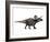 Zuniceratops Dinosaur, Artwork-SCIEPRO-Framed Photographic Print