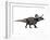 Zuniceratops Dinosaur, Artwork-SCIEPRO-Framed Photographic Print