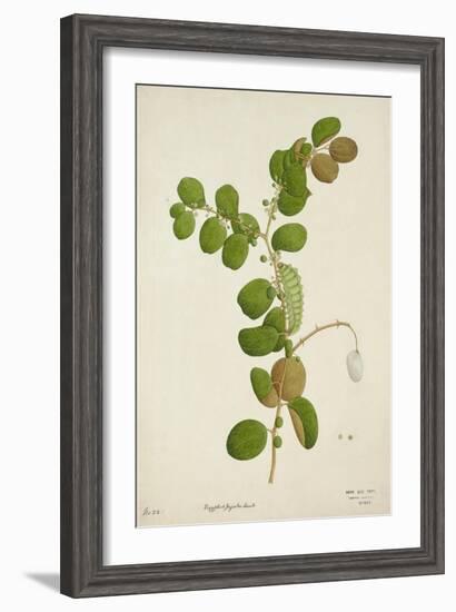 Zuzyphus Jujaba Lamk, 1800-10-null-Framed Giclee Print