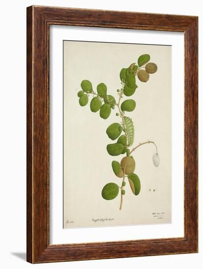 Zuzyphus Jujaba Lamk, 1800-10-null-Framed Giclee Print