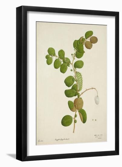 Zuzyphus Jujaba Lamk, 1800-10-null-Framed Giclee Print