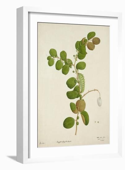 Zuzyphus Jujaba Lamk, 1800-10-null-Framed Giclee Print