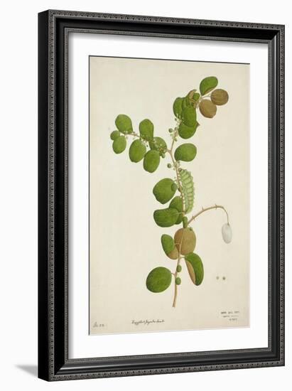 Zuzyphus Jujaba Lamk, 1800-10-null-Framed Giclee Print