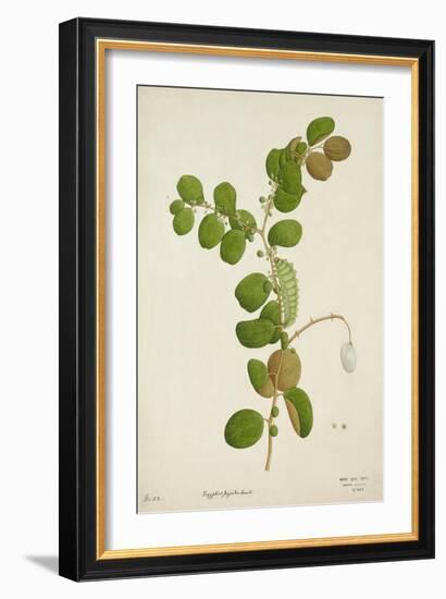 Zuzyphus Jujaba Lamk, 1800-10-null-Framed Giclee Print