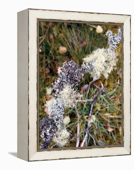 Zweig, Flechten , Pflanzen, Vegetation, Natur, Ast, Bewachsen-Thonig-Framed Premier Image Canvas