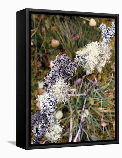 Zweig, Flechten , Pflanzen, Vegetation, Natur, Ast, Bewachsen-Thonig-Framed Premier Image Canvas