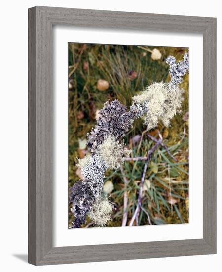 Zweig, Flechten , Pflanzen, Vegetation, Natur, Ast, Bewachsen-Thonig-Framed Photographic Print