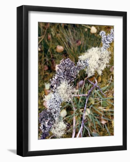 Zweig, Flechten , Pflanzen, Vegetation, Natur, Ast, Bewachsen-Thonig-Framed Photographic Print