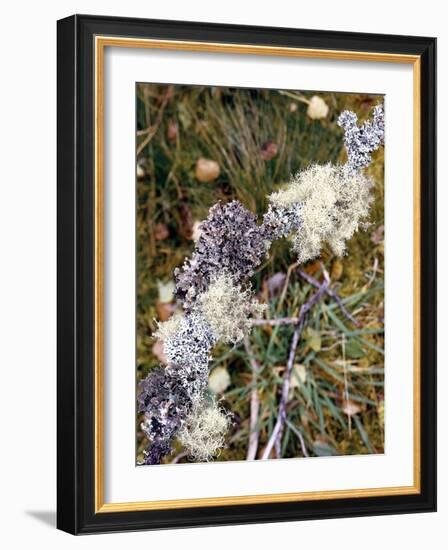 Zweig, Flechten , Pflanzen, Vegetation, Natur, Ast, Bewachsen-Thonig-Framed Photographic Print