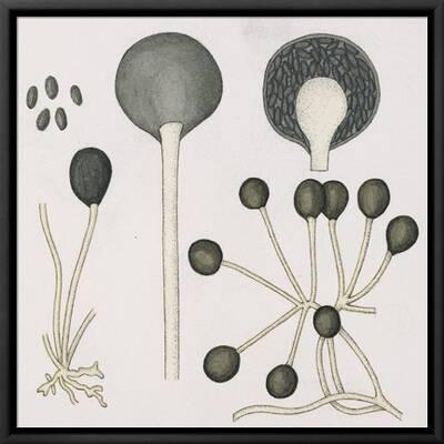 Zygomycota (Formerly Phycomycetes) or Zygote Fungi Rhizopus Arrhizus  (Fisher) and Rhizopus Nigrican' Giclee Print | Art.com